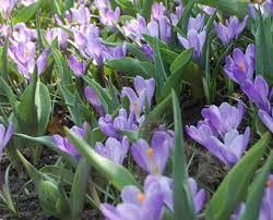 Over 7000 species amongst 700,000+ plants to choose fr Plant Library Bulbs Corms Tubers Rhizomes Payne S Nurseries