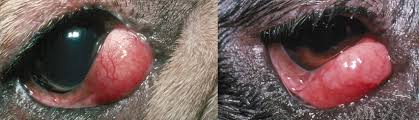 My 8 month old kitten recently started showing his third eyelid. Cherry Eye In Dogs Third Eyelid Gland Prolapse