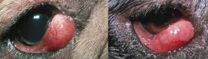 So, what exactly is cherry eye? Cherry Eye In Dogs Third Eyelid Gland Prolapse