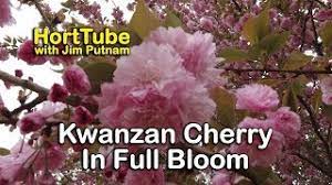 We did not find results for: Details About Kwanzan Cherry Trees Double Pink Flowers Youtube