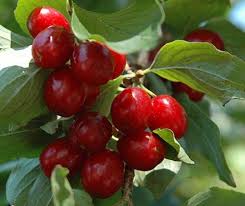 The dogwood tree fruit is edible and beloved by birds but are often described as toxic or poisonous to humans, notes fine gardening. Cornelian Cherry Fruit Shrub Small Tree Edible Berry Live Plant Dogwood Buy Online In Qatar At Qatar Desertcart Com Productid 182277700