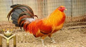 Permainan tersebut juga bisa anda mainkan dalam 1 user id seperti tembak ikan, capit duit, tangkas, togel, dan sabung ayam. Ayam Yang Tidak Siap Dan Boostingan Untuknya M8winsitussabungayamonline62