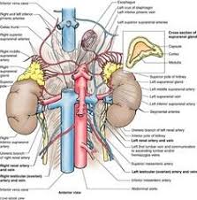 Print 2 Renal Anatomy Quizlet Quizlet Renal Anatomy Flashcards Anatomy