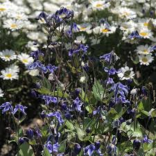 Check spelling or type a new query. Clematis Stand By Me Garden Crossings