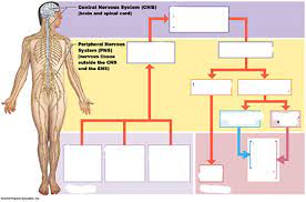The nervous system, essentially the body's electrical wiring, is a complex collection of nerves and specialized cells known as neurons that transmit signals between different parts of the body. Kin A And P Nervous System Blank Diagram Quizlet
