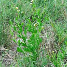 Image result for Heliotropium ciliatum