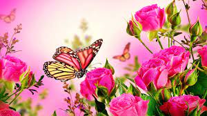 Images photos vector graphics illustrations videos. Pink Rose Butterfly Wallpaper Of Pink Roses Flowers Butterflies Pink Background Butterfly Wallpaper Beautiful Butterflies S5 Wallpaper