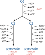 We did not find results for: Powering The Cell Cellular Respiration Ck 12 Foundation