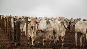 Confinamento bovino é um processo de produção animal muito utilizado para redução da idade de abate dos animais; Confinamento De Boi Aumentou No Brasil Mostra Levantamento Revista Globo Rural Sebastiao Nascimento