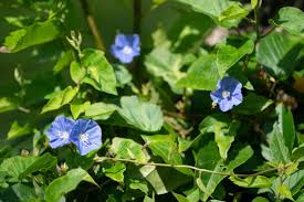 Image result for Jacquemontia