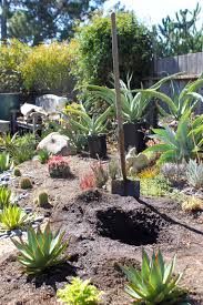 Check spelling or type a new query. Planting A Young Aloe Tree