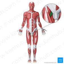 Musculo Pectineo Origem Insercao Inervacao Kenhub