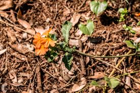 Image result for Crossandra fruticulosa