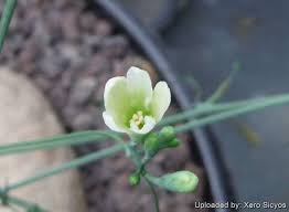 Image result for Adenia kirkii