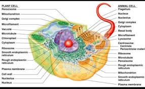 Maybe you would like to learn more about one of these? Draw And Label The Diagram Of A Typical Animal Plant Cell Both Under Light Microscope Brainly In
