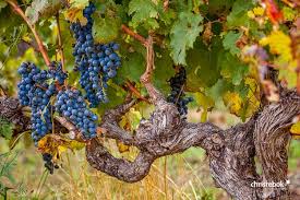 Wein Zitate Weinsprüche Und Weinweisheiten Chrisrebok Weinfotografie