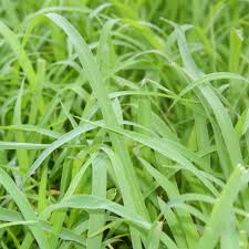 Image result for Cymbopogon pospischilii