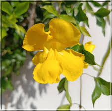 Image result for Dolichandra