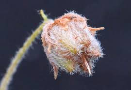 Image result for Hermannia parvula