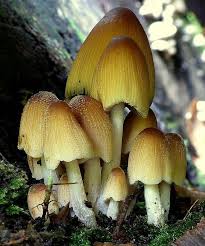 Image result for Coprinus sp.