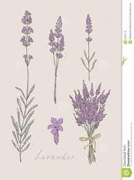 Lavender Lavender Tattoo Vintage Tattoo Flower Drawing