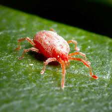 Image result for red mite
