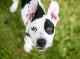 Black And White Spotted Dog A Black And White Spotted Puppy With Floppy Ears Looking Up Attachment Puppy Dog Pets Puppies Pets Dogs