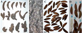 Image result for Xylaria polymorpha