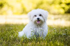 Are There Really No Maltese Dogs In The Maltese Islands Domain Islands Tour