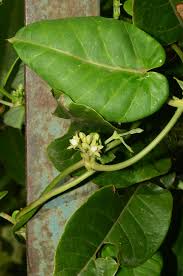 Image result for Cynanchum ledermannii