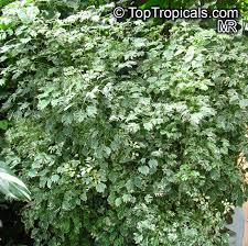 Image result for Polyscias guilfoylei