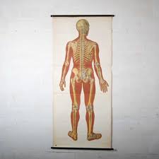 vintage anatomical chart of the human body 1920s