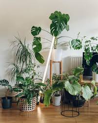 Looking out for the recommendations for best indoor plants in india? Haarkon India Magnus Haarkon Instagram Photos And Videoshaarkon In Haarkon India Instag In 2020 House Plants Decor House Plants Indoor Bedroom Plants