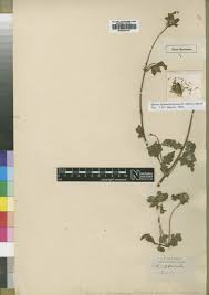 Image result for Bidens kilimandscharica