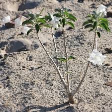 Image result for Ipomoea adenioides