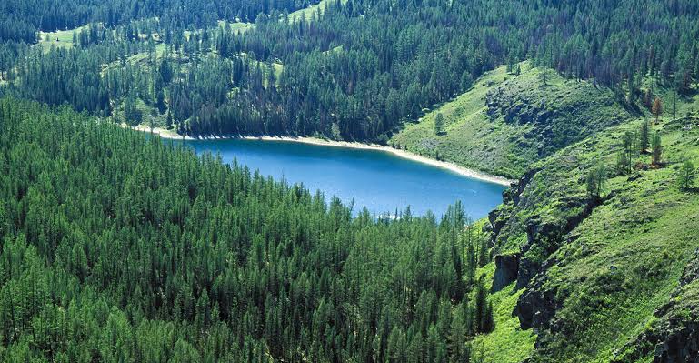 Image result for forest"