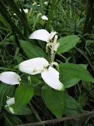 公益財団法人 ニッセイ緑の財団