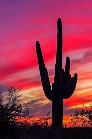 We did not find results for: Fiery Az Desert Sunset Desert Sunset Sunset Pictures Arizona Sunsets