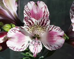 Alstroemeria Available In October And Novemeber 1 2 Per Stem At Wholesale Alstroemeria Peruvian Lilies Lily Flower