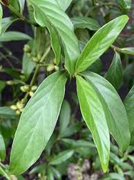 Image result for Psychotria vogeliana