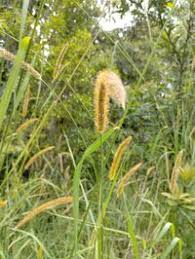 Image result for Setaria sphacelata