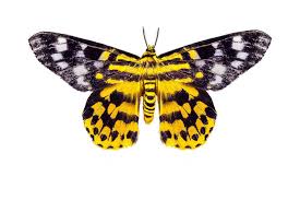 Image result for Dysphania