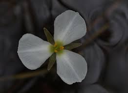 Image result for Mayacaceae