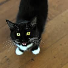 Why do cats stare at us? Reasons Why Your Cat Meows At Night
