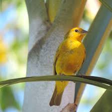 O Que Canario Da Terra Come Confira Lindas Fotos De Canario Da Terra E Compartilhe Com Seus Amigos Aves De Estimacao Aves Exoticas Aves Belas