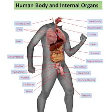 Labeled human torso models feature clear views of the vertebrae, spinal cord, spinal nerves, vertebral arteries, lungs, stomach, liver, intestinal tract, kidneys, heart, and more. Human Organs Labeled Human Anatomy
