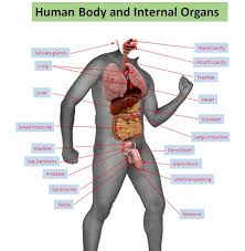 The bones shown in the chest and hip region in the labeled human skeleton diagram are the ribs, vertebrae, pelvis, os coxae, sacrum and coccyx. Human Organs Labeled Human Anatomy