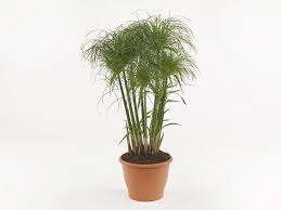 Image result for Cyperus glaucophyllus