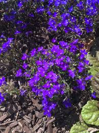 Image result for Lobelia cobaltica