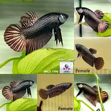 Pin On Betta Fish